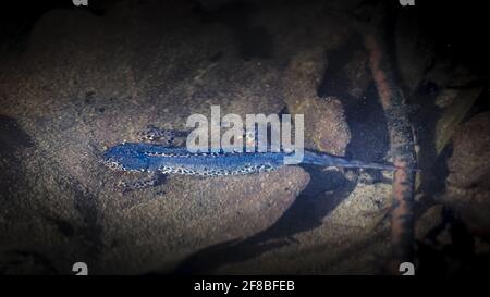 Newt Bergmolch Ichthyosaura alpestris männliches blaues Paarungskostüm unter Wasser Stockfoto