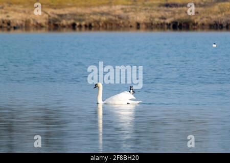 Weißer Schwan und Haubentaucher auf einem See Stockfoto