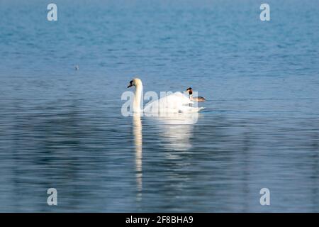 Weißer Schwan und Haubentaucher auf einem See Stockfoto