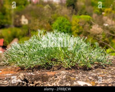 Nahaufnahme der jungen Sagebush - Artemisia sp. Div.- Pflanze, die auf einer Steinwand wächst Stockfoto