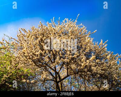 Blühender Wildkirschbaum (Prunus avium) Beleuchtet von goldener Abendsonne gegen blauen Himmel Stockfoto