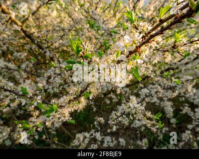 Blooming Wild Cherry (Prunus avium) – Nahaufnahme der Blumen Stockfoto