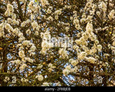 Dicht blühende junge Wildkirsche (Prunus avium) Stockfoto