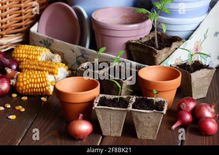 Setzlinge in biologisch abbaubaren Papptöpfen und Tonblumentöpfen auf dunklem launischem Hintergrund, Nahaufnahme, ökologischer Landbau und Gartenbau, Baumwollgeziefer lebend, langsam Stockfoto