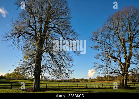 Herbstlandschaft in der Landschaft von Adare in der Grafschaft Limerick, Irland. Stockfoto