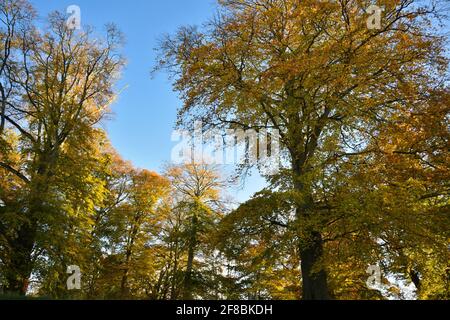 Herbstbäume im Adare Village Park in Limerick, Irland. Stockfoto