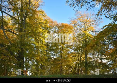 Herbstbäume im Adare Village Park in Limerick, Irland. Stockfoto