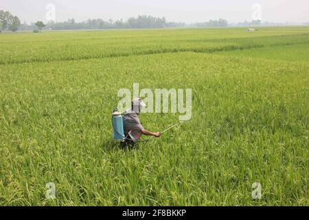 Naogaon, Bangladesch. April 2021. Ein Landwirt sprüht Dünger auf seine Reisernte im Dorf Verom in der Nähe von Dhamoirhat im Bezirk Naogaon im Norden von Bangladesch. Quelle: MD Mehedi Hasan/ZUMA Wire/Alamy Live News Stockfoto