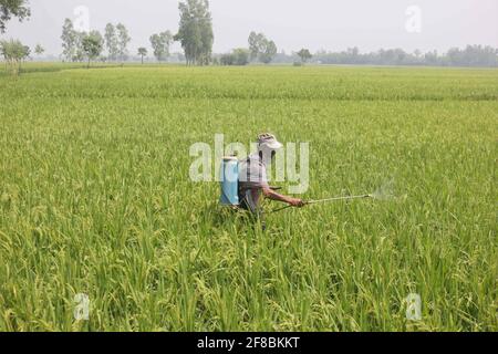 Naogaon, Bangladesch. April 2021. Ein Landwirt sprüht Dünger auf seine Reisernte im Dorf Verom in der Nähe von Dhamoirhat im Bezirk Naogaon im Norden von Bangladesch. Quelle: MD Mehedi Hasan/ZUMA Wire/Alamy Live News Stockfoto