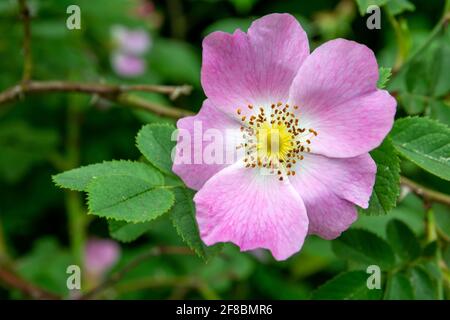 Schöne wilde eine Rose Blume Nahaufnahme, Frühling Ansicht Stockfoto