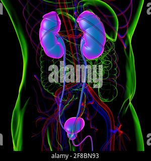 Human Harn System Nieren mit Blase Anatomie für Medical Concept 3D Illustration Stockfoto