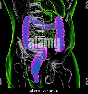 Dickdarm 3D Illustration Human Digestive System Anatomie für medizinisches Konzept Stockfoto