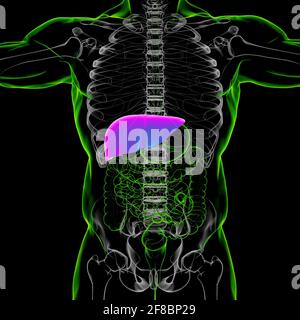 Leber 3D Illustration menschliche Verdauungssystem Anatomie für medizinisches Konzept Stockfoto