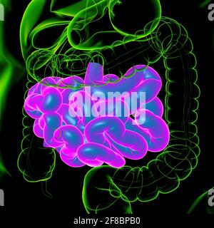 Dünndarm 3D Illustration Human Digestive System Anatomie für medizinisches Konzept Stockfoto