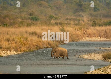 Wilde asiatische Elefantenmutter mit ihrem Kalb Kreuzung zusammen schön ramganga Fluss in landschaftlicher Kulisse bei dhikala von jim corbett National Stockfoto