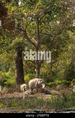 Wilder asiatischer Elefant, der nach kontrolliertem Waldbrand Asche frisst Natürlicher grüner Hintergrund in der dhikala-Zone von jim corbett National park oder Tiger Reserve Stockfoto