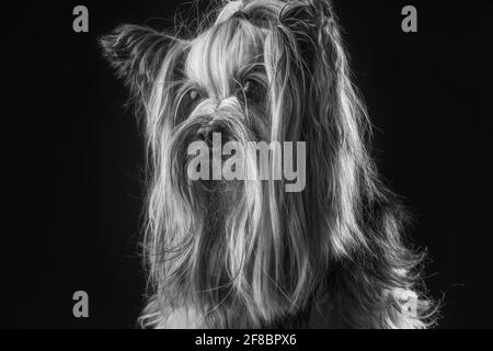 Yorkshire Terrier, Hund isoliert auf schwarz und weiß Stockfoto