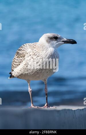 Porträt einer jungen europäischen Heringsmöwe am Strand Stockfoto