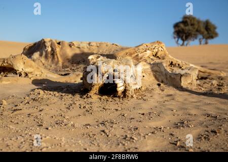 Trockene Wüste mit Tierknochen Stockfoto