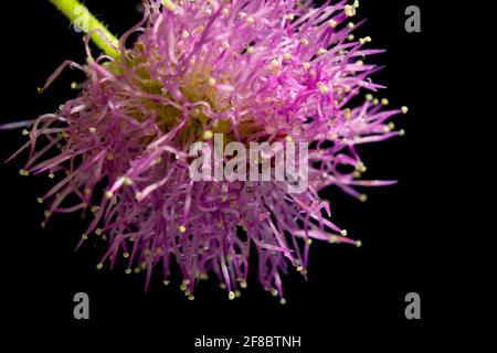 Nahaufnahme einer rosa Mimose auf schwarzem Hintergrund Stockfoto