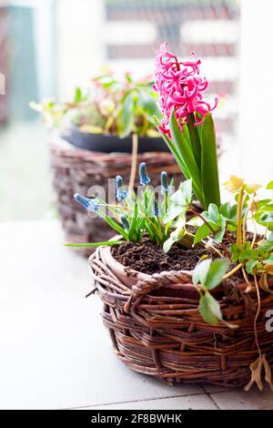 Rosa Hyazinthe, armenische Muscari ( Saphire ) und weiße Hellebore in einem Weidentopf - Frühlingskomposition mit Blumenzwiebeln Stockfoto