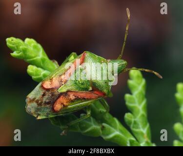 Wacholder-Shieldbug (Cyphostethus tristriatus), der auf Lawsons Cypress-Blättern thront. Tipperary, Irland Stockfoto