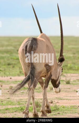 Nahaufnahme Porträt von Gemsbok (Oryx gazella) im Etosha Nationalpark, Namibia. Stockfoto