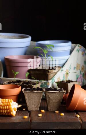 Setzlinge in biologisch abbaubaren Papptöpfen und Tonblumentöpfen auf dunklem launischem Hintergrund, Nahaufnahme, ökologischer Landbau und Gartenbau, Baumwollgeziefer lebend, langsam Stockfoto