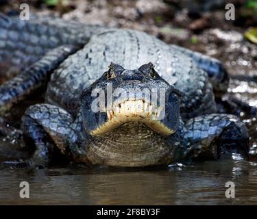 Nahaufnahme eines schwarzen Kaimans (Melanosuchus niger) in Pampas del Yacuma, Bolivien. Stockfoto