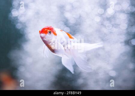 Goldfisch oranda Karpfen schwimmen unter Wasser im frischen Aquarium. Stockfoto