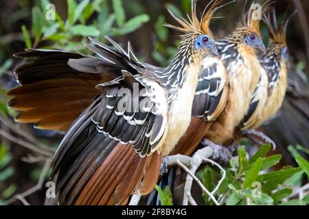 Gruppe von Hoatzin (Opisthocomus hoazin), die in perfekter Linie im Amazonas Pampas del Yacuma, Bolivien, sitzt. Stockfoto