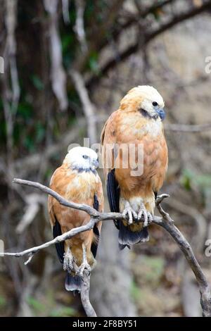 Nahaufnahme von zwei Raubvögeln Schwarzhalsfalken (Busarellus nigricollis) in Pampas del Yacuma, Bolivien. Stockfoto