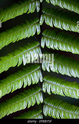 Makroaufnahme der Symmetrie in Pflanzen und Natur im Santa Elena Cloud Forest Reserve Costa Rica. Stockfoto