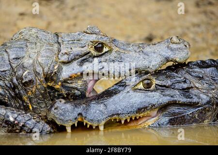 Nahaufnahme eines offenen Portraits von zwei schwarzen Kaiman (Melanosuchus niger), die in Pampas del Yacuma, Bolivien, mit Kinnbacken kämpfen. Stockfoto