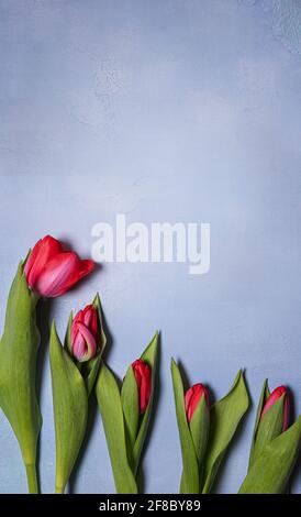 Fünf leuchtend rote und rosa Frühlingszwiebeltulpen mit grünen Blättern auf blauem Strukturbeton. Saisonaler Hintergrund mit frischen natürlichen Blume flach legen und Kopie sp Stockfoto