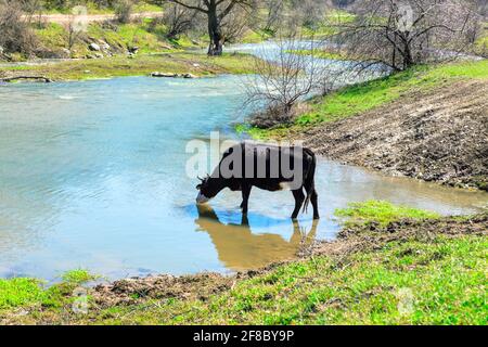 Kuh Trinkwasser im Fluss . Bauernhoftiere, die alleine am Flussufer spazieren gehen Stockfoto