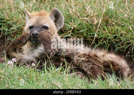 Nahaufbildnis der jungen gepunkteten Hyäne (Crocuta crocuta) mit Pfoten, die das Gesicht im Ngorongoro-Krater, Tansania, bedecken. Stockfoto