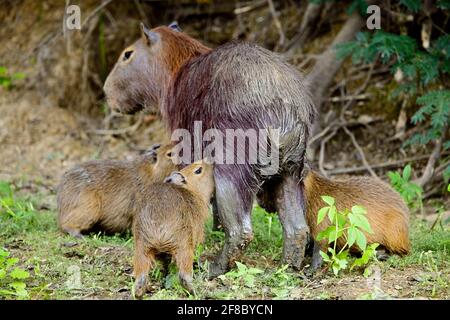 Capybara (Hydrochoerus hydrochaeris) mit drei Babys, die sich in der Pampas del Yacuma, Bolivien, ernähren. Stockfoto