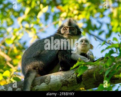 Nahaufnahme der niedlichen Mutter und des weißen Babys Thomas Leaf Monkey (Presbytis thomasi) in Bukit Lawang, Sumatra. Stockfoto