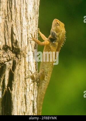 Nahaufnahme der leuchtend orangefarbenen orientalischen Gartenechse (Calotes versicolor) im Baum in Bukit Lawang, Sumatra. Stockfoto