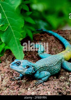 Nahaufnahme einer farbenfrohen Regenbogen-Agama (Agama-Agama) im Lake Hawassa, Äthiopien. Stockfoto