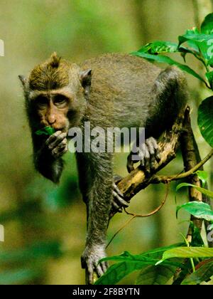 Nahaufnahme eines langschwanzigen Makaken (Macaca fascicularis), der in Ubud, Indonesien, in die Kamera starrt. Stockfoto