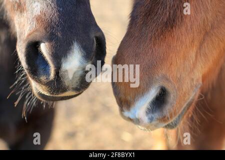Nahaufnahme der Nasen eines braunen Pferdes und eines schwarzen Pferdes Bei warmem Sonnenlicht Stockfoto