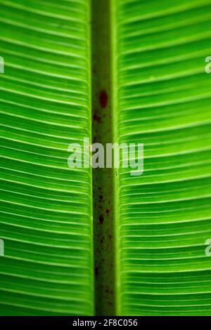 Makroaufnahme der Symmetrie in Pflanzen und Natur im Santa Elena Cloud Forest Reserve Costa Rica. Stockfoto