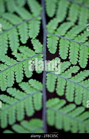 Makroaufnahme der Symmetrie in Pflanzen und Natur im Santa Elena Cloud Forest Reserve Costa Rica. Stockfoto