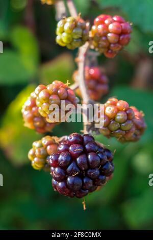 Reife Brombeeren auf einem Zweig, Rubus, Stockfoto