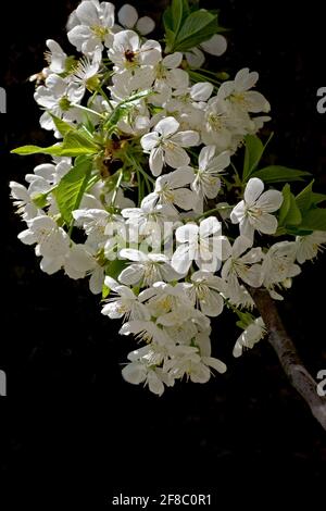 Blühende Perücke Stockfoto