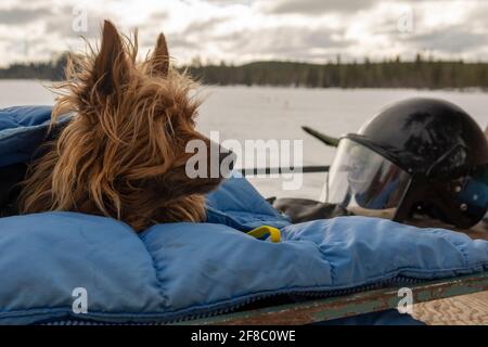 Hund in Daunenjacke auf einem Schneemobilschlitten, mit schwarzem Helm daneben, Wald und wolkenverdeckter Himmel unscharf im Hintergrund, Bild aus vasternorrland swed Stockfoto