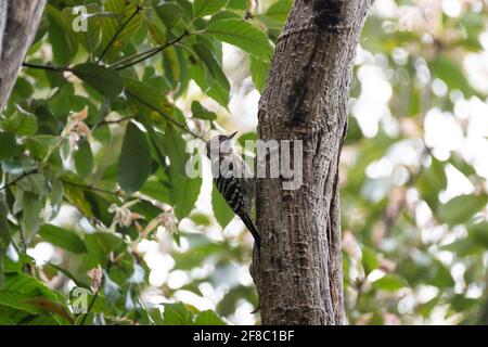 Japanischer Zwergspecht (Dendrocopos kizuki), Stadt Isehara, Präfektur Kanagawa, Japan Stockfoto