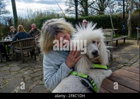 Forty Green, Buckinghamshire, Großbritannien. April 2021. Jackie und ihr normaler Pudel waren froh, wieder zurück zu sein. Diners und Pub-Liebhaber freuten sich, heute wieder im Royal Standard of England Pub zu sein, da es seinen Garten nach dem nächsten Schritt zur Lockerung der Covid-19-Sperre für Kunden wiedereröffnet hat. Der Pub gilt als das älteste freie Haus in England. Quelle: Maureen McLean/Alamy Live News Stockfoto